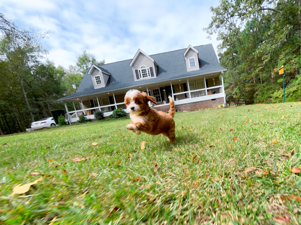 Best Cavapoo Baby
