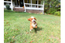 Cute Cavapoo Baby