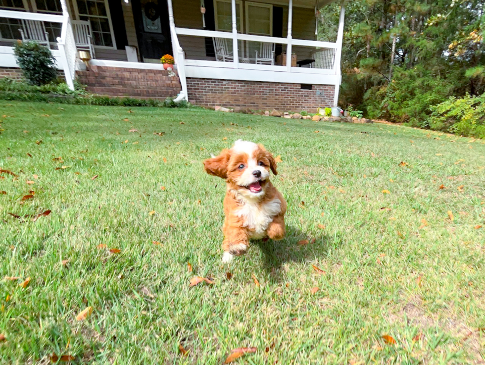 Cute Cavapoo Baby