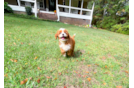 Cavapoo Puppy for Adoption
