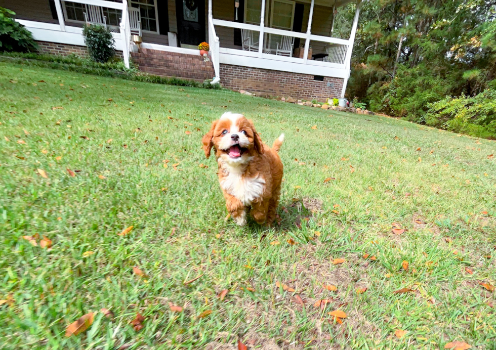 Cavapoo Puppy for Adoption
