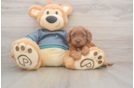 Small Cavapoo Baby