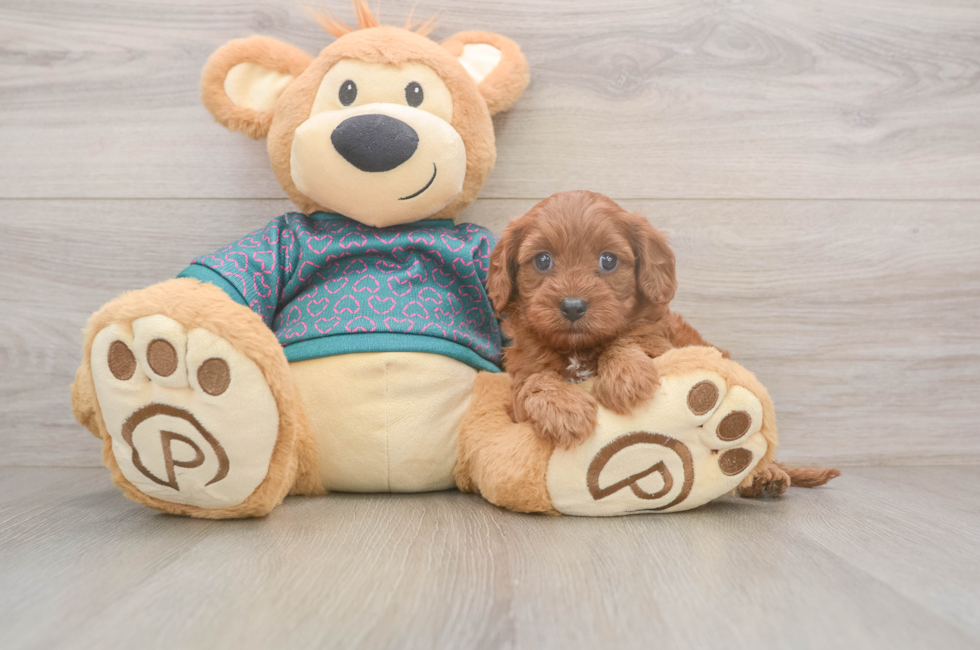 5 week old Cavapoo Puppy For Sale - Simply Southern Pups