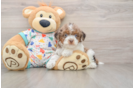 Cavapoo Puppy for Adoption