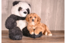 Cute Cavalier King Charles Spaniel and Poodle Mix Poodle Mix Puppy