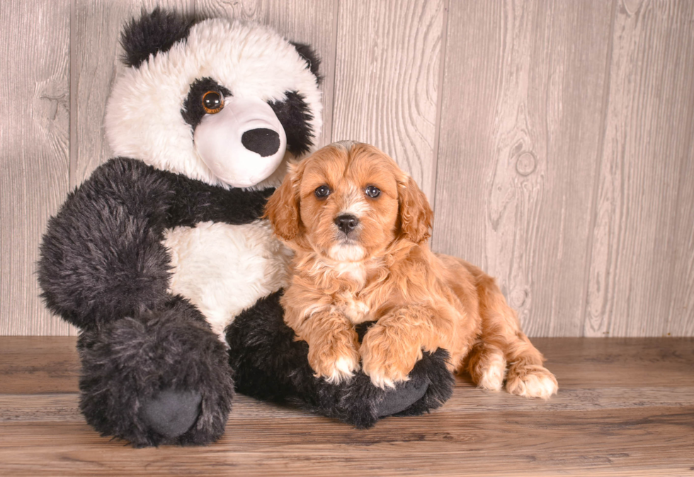 Cute Cavalier King Charles Spaniel and Poodle Mix Poodle Mix Puppy