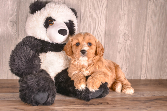Cute Cavalier King Charles Spaniel and Poodle Mix Poodle Mix Puppy
