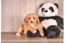 Best Cavapoo Baby