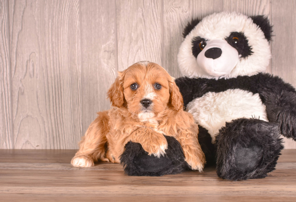 Best Cavapoo Baby