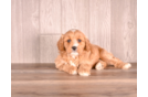 Cute Cavoodle Poodle Mix Puppy