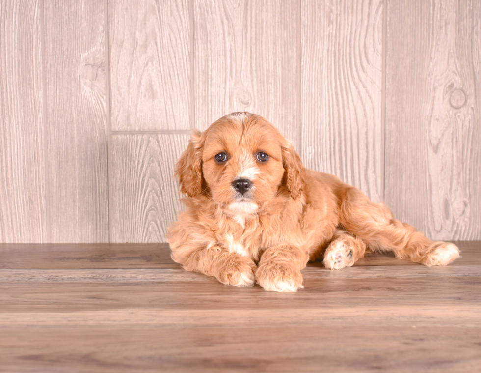 Cute Cavoodle Poodle Mix Puppy