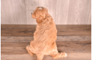 Cute Cavapoo Baby
