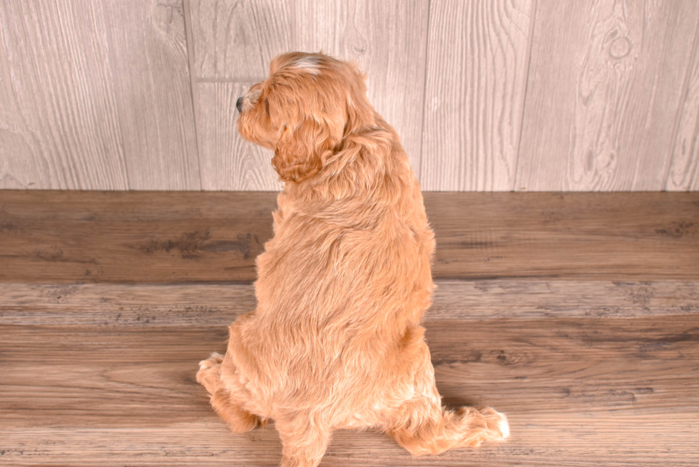Cute Cavapoo Baby
