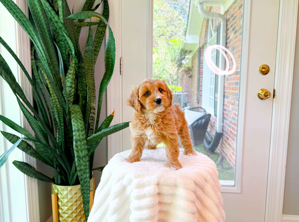 Cute Cavapoo Baby