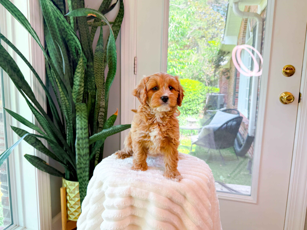 Cute Cavapoo Poodle Mix Pup