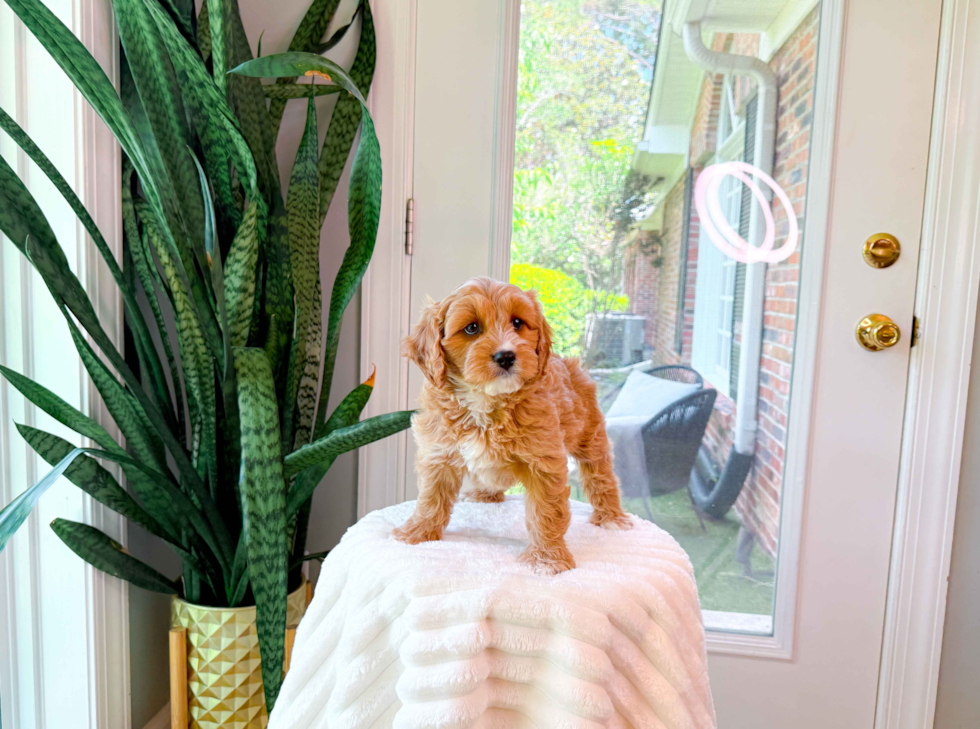 Cavapoo Pup Being Cute