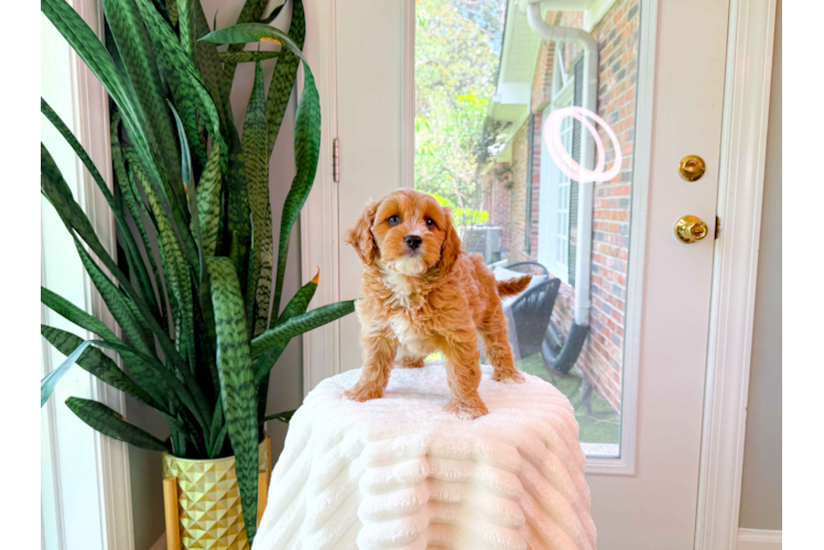 Cute Cavapoo Poodle Mix Pup