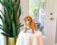 8 week old Cavapoo Puppy For Sale - Simply Southern Pups