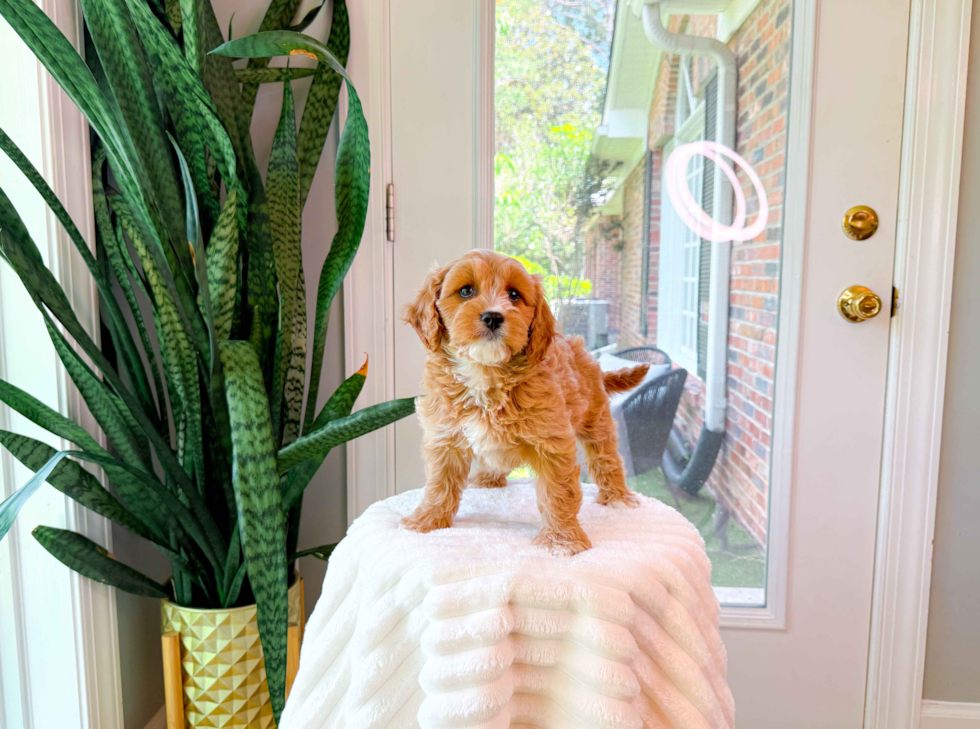 Cute Cavapoo Poodle Mix Pup