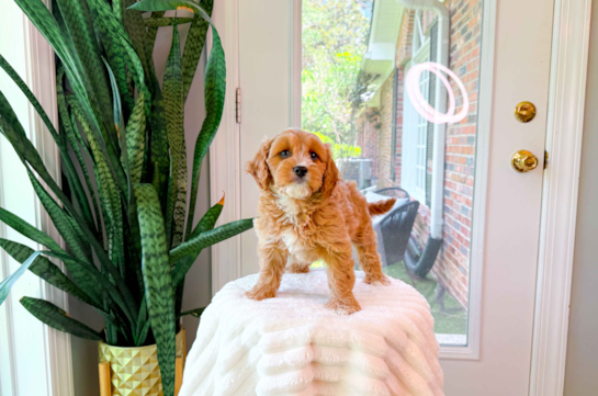 Cute Cavapoo Poodle Mix Pup