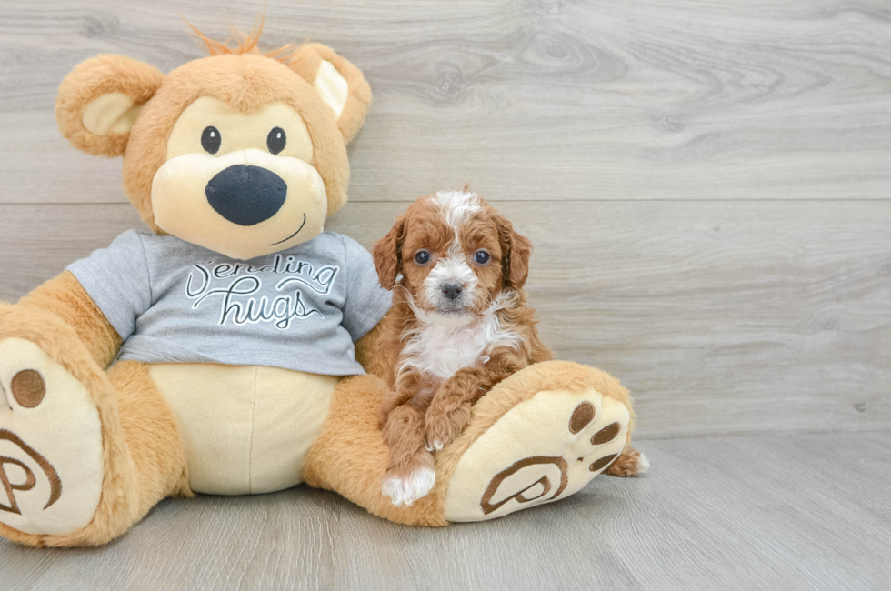 6 week old Cavapoo Puppy For Sale - Simply Southern Pups