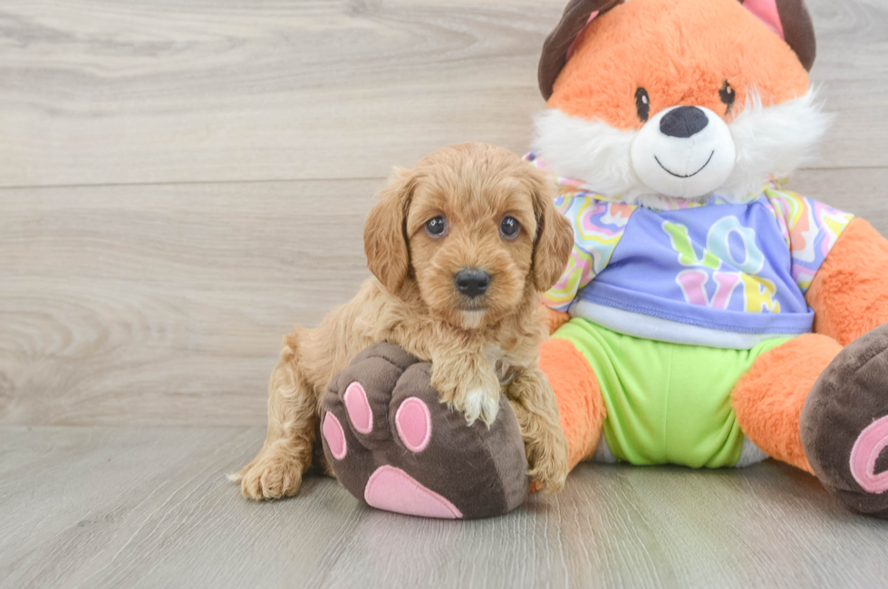 5 week old Cavapoo Puppy For Sale - Simply Southern Pups