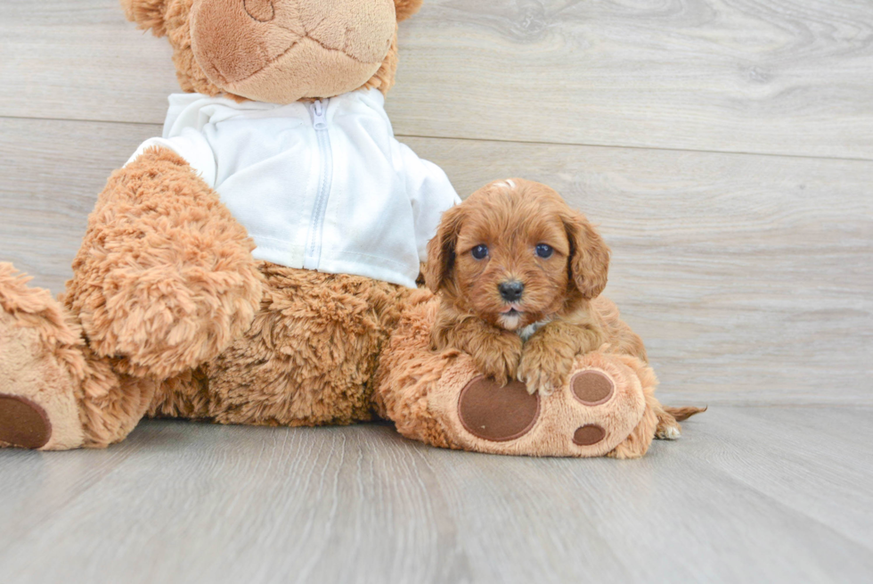 Cavapoo Puppy for Adoption
