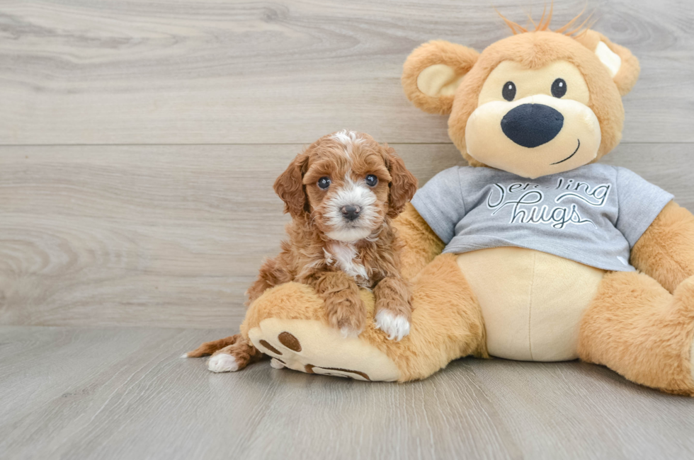 6 week old Cavapoo Puppy For Sale - Simply Southern Pups