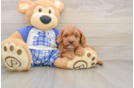 Cavapoo Puppy for Adoption