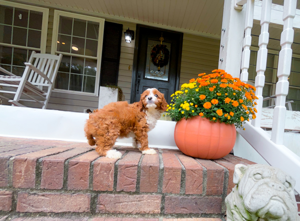 Cute Cavapoo Baby