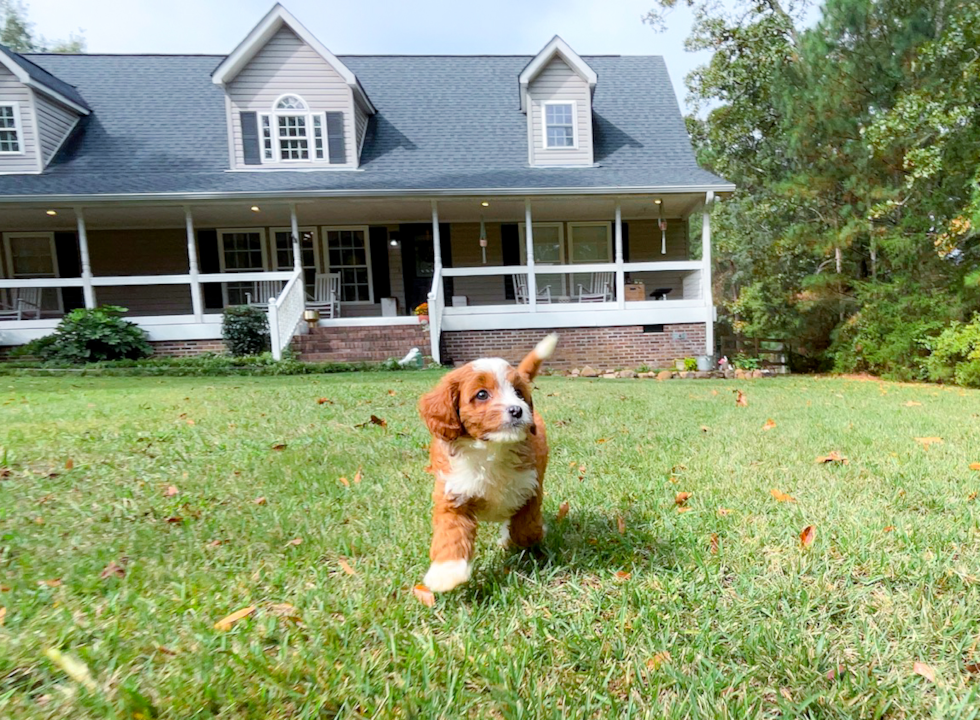 Cute Cavoodle Poodle Mix Puppy