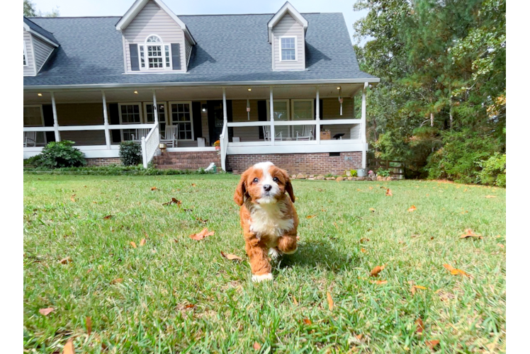 Cavapoo Pup Being Cute