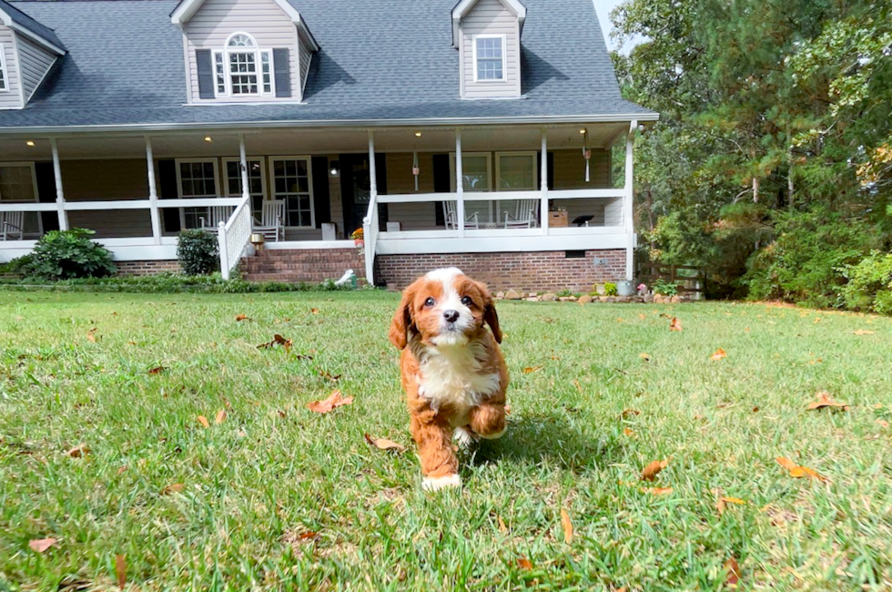 8 week old Cavapoo Puppy For Sale - Simply Southern Pups