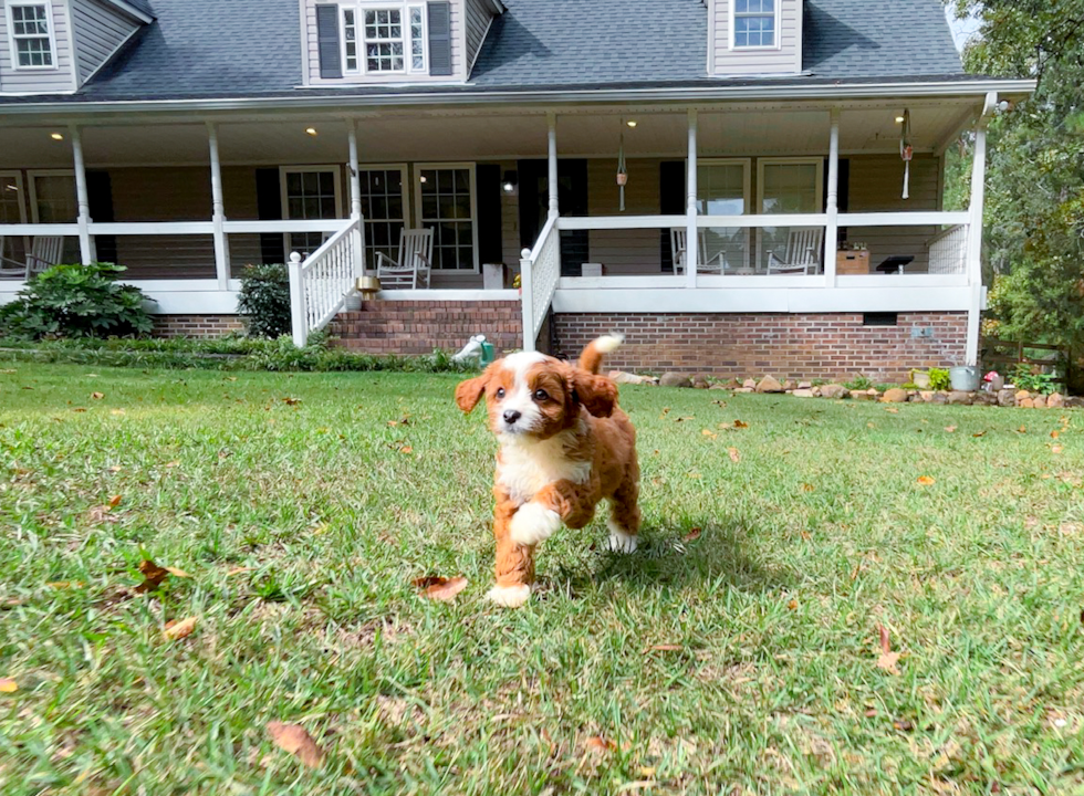Cavapoo Puppy for Adoption