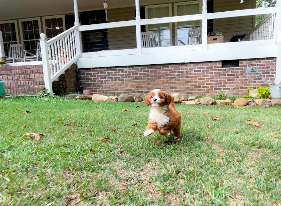 Cavapoo Pup Being Cute