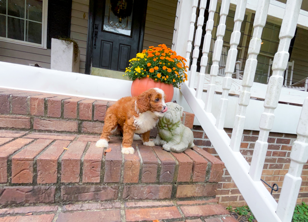 Cute Cavapoodle Poodle Mix Puppy