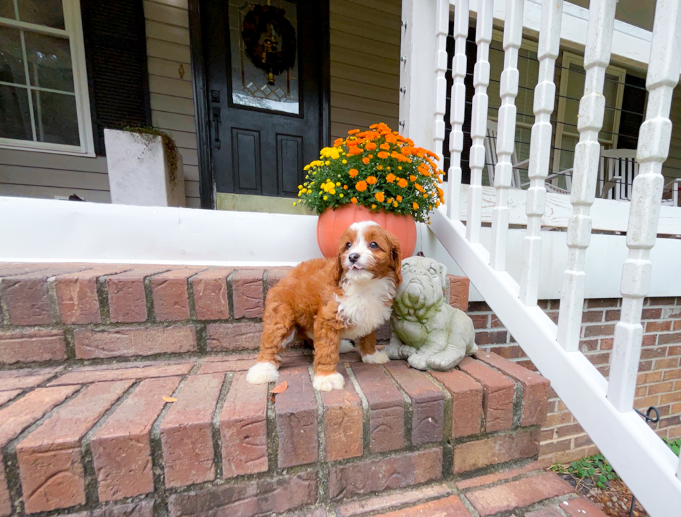 Cavapoo Pup Being Cute
