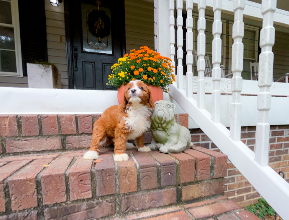 Cute Cavapoo Baby