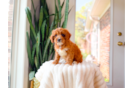 Cute Cavadoodle Poodle Mix Puppy