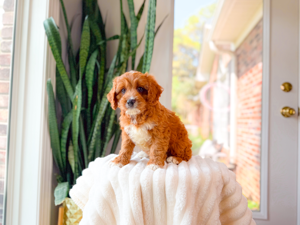 Cute Cavadoodle Poodle Mix Puppy