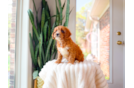 Cute Cavapoo Baby