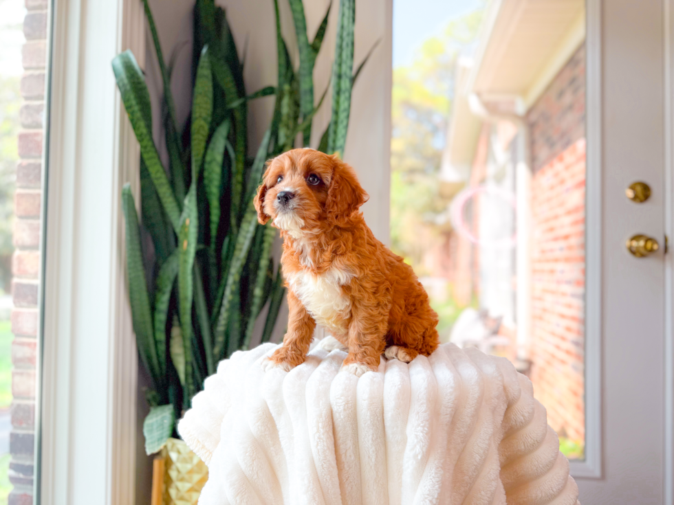Cute Cavapoo Baby