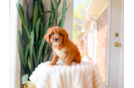 Cavapoo Pup Being Cute