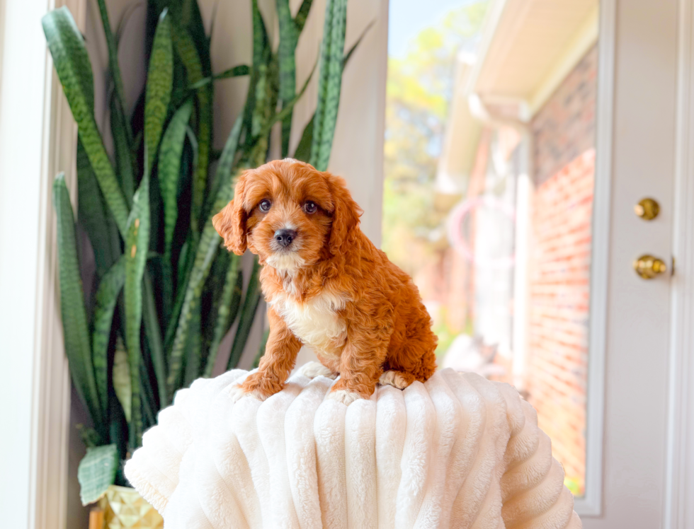 Cavapoo Pup Being Cute