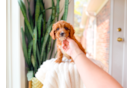 Cute Cavapoo Poodle Mix Pup