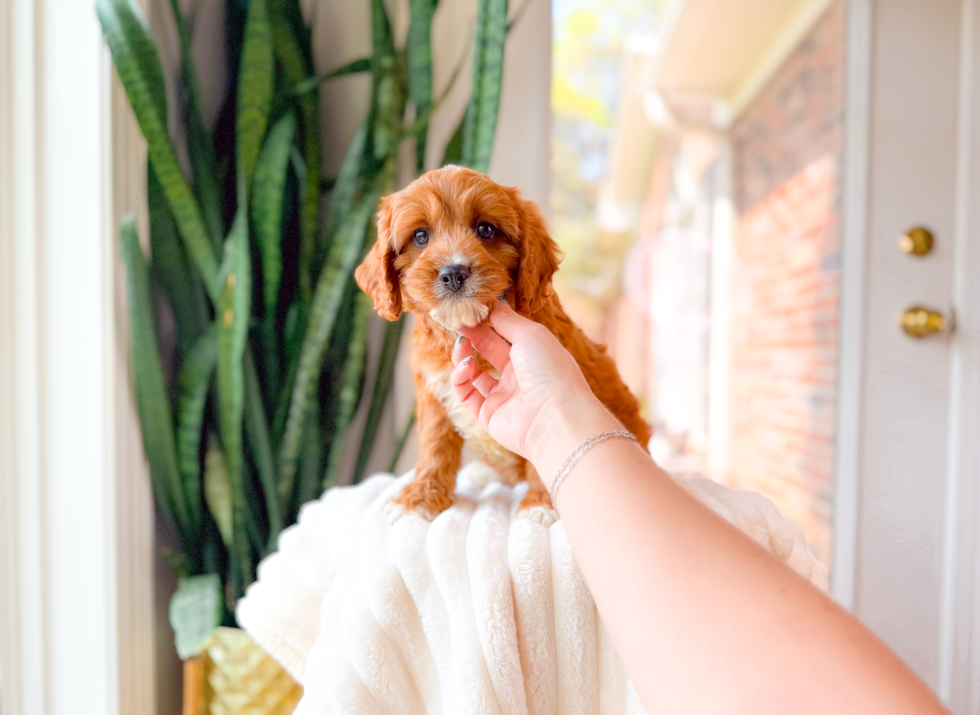 Cute Cavapoo Poodle Mix Pup