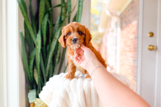 Cute Cavapoo Poodle Mix Pup