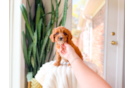 Cute Cavapoo Poodle Mix Pup