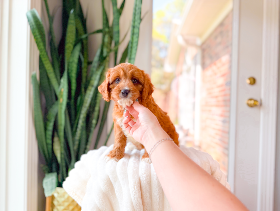Cute Cavapoo Poodle Mix Pup