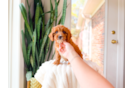Cute Cavapoo Poodle Mix Pup